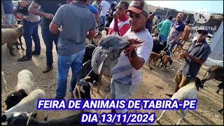 Feira de Caprinos  Ovinos e Suínos de TabiraPE dia 131124 [upl. by Lang]