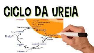 ✅ CICLO DA UREIA [upl. by Retsehc]