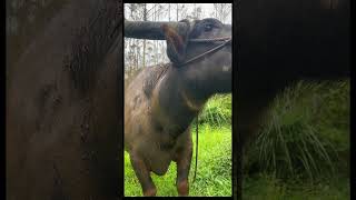 Eating grass eyes tell a story rural buffalo eyes buffalo innocence eating grass Newton [upl. by Hassi]