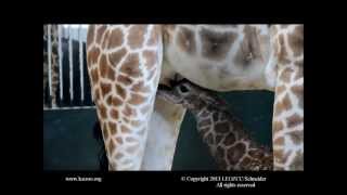 LEO ZCC Rothschild Giraffe Calf Nursing and Exploring [upl. by Genni395]