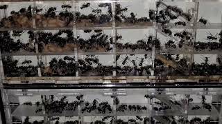 Polyrhachis illaudata 3 years old colony [upl. by Kluge818]