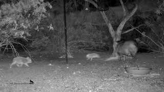 Baby Javelina chase each other and have the zoomies [upl. by Eizle]