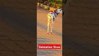 Dalmatian Movie [upl. by Zulaledairam]