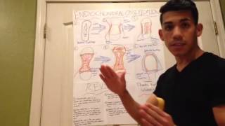 Endochondral Ossification [upl. by Notsuj]