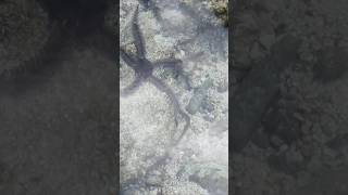 Star fish andamannicobar portblair indianislands nature neilisland travel vide starfish [upl. by Anoi]