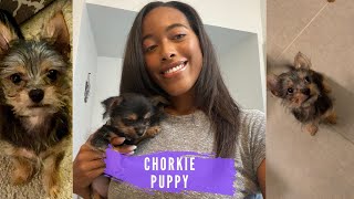 I got a CHORKIE PUPPY for my birthday [upl. by Blessington32]