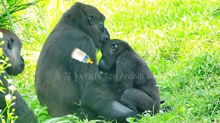 林戈喝奶喝好久😆🤣💦Djeecoゴリラ迪亞哥金剛猩猩taipeizoo gorilla 台北市立動物園2024061019 [upl. by Madda]