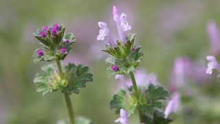 Noticing more purple weeds around Wichita this year Youre not the only one [upl. by Caesaria]