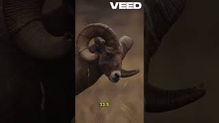 Hunting amp Conservation Mouflon Sheep 2022 [upl. by Nagyam]