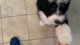 baby bernedoodle kungfu panda🐼vs 🍋 bernedoodle puppy funnydogs dog kunfupanda [upl. by Faustena]