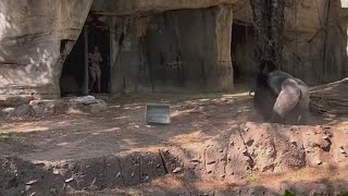 Wild viral video shows zookeepers trying to hide from silverback gorilla at Fort Worth zoo [upl. by Nerrual]