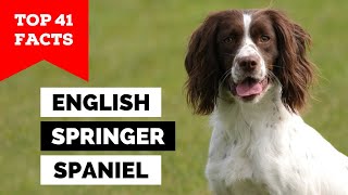 99 of English Springer Spaniel Owners Dont Know This [upl. by Herzog]