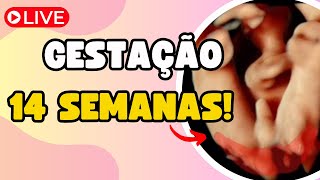 GESTAÇÃO DE 14 SEMANAS [upl. by Asemaj]