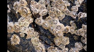 Facts The Acorn Barnacle [upl. by Patterson875]