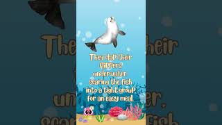 Seal Facts For Kids 🦭 🪸 animation facts seaanimals shorts [upl. by Rind209]