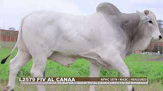 LOTE 107 L2579 FIV AL CANAA NFHC 2579 zap [upl. by Arianna]