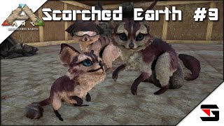 Ark Scorched Earth 9 Jerboa Baby！ Solo Local [upl. by Eimma]