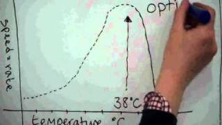 enzymes and digestion for GCSE [upl. by Nostets469]