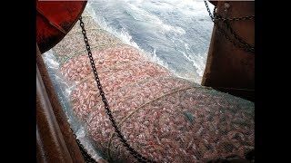 The Most Advance Net Fishing On Deep Sea  Big Catch in the Sea [upl. by Sualkcin]