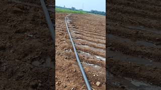 New Irrigation system agriculture drip irrigation ytshortsindia trending [upl. by Lajes]