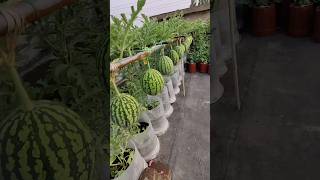 Tabulampot melon di atas balkon [upl. by Sianna134]