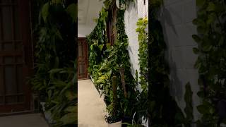 Home decoration ideas for diwali plant plants decoration indoorplants indoorgardening shorts [upl. by Akiwak864]