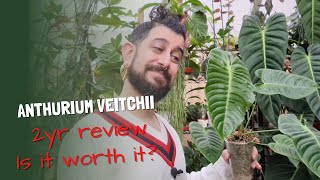 Anthurium Veitchii Review  King Anthurium 2 Years Later  Anthurium Veitchii Growth [upl. by Nohtanhoj]