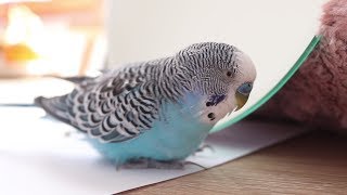 3 Hour Budgie sounds  Cookie and his Mirror singing [upl. by Cheria354]