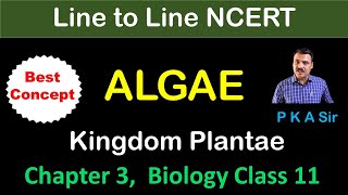 Chapter 3 Kingdom Plantae  Alage  class 11 biology chapter 3  Line to line biology [upl. by Zasuwa]