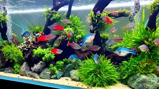 Most Beautiful Rainbowfish Planted Tank  Expensive Rainbowfish Aquarium [upl. by Hafeetal]