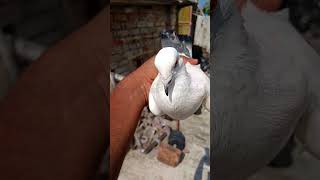 Amar barir akta kaldoma madrasi pigeon sok birds madrasipigeon kabutar shortvideo [upl. by Marpet370]