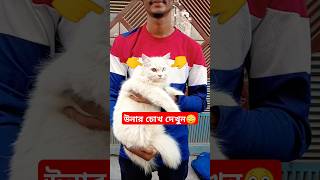 Nice Persian Cat ever😳😱 Persian Cat price in Bangladesh 2024 persiancat viralvideo cat shorts [upl. by Nolahc718]