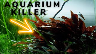 Cryptocoryne will KILL your AQUASCAPE [upl. by Auhs]