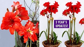 How To GROW Amaryllis RIGHT Way At RIGHT Time [upl. by Villiers]