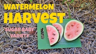 Sugar Baby Watermelon Harvest  When To Pick Watermelons [upl. by Natsirt]