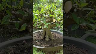 Bonsai Loa Ficus Racemosa Size Small  Mame bonsai shorts bonsailoa [upl. by Garber]