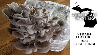 STRAIN FEATURE Michigan Oyster Pleurotus ostreatus from Fresh Fungi [upl. by Ardnuhs]