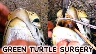 hook removal from sea turtle [upl. by Solnit]