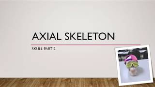 Axial Skeleton Anatomy Skull Part 2 [upl. by Okubo753]