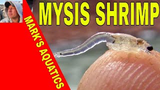 Live Mysis shrimp [upl. by Ellasal809]