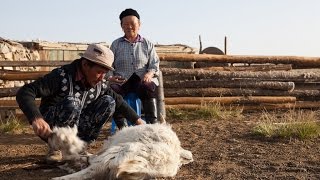 Un cachemire durable en Mongolie [upl. by Spada]