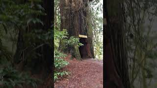 Drive Through Redwood Tree scenicdrive [upl. by Guillema]