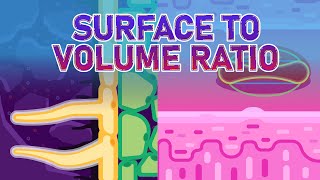 What are Specialized Cells and What is Surface to Volume Ratio [upl. by Delano]