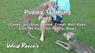 Weimaraner Puppies Training  Part 2 [upl. by Eittod]