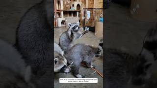 This man rescued five wandering raccoons and gave them a warm home animalshorts shortvideo [upl. by Florentia775]