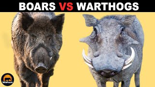 What Is The Difference Between Boars and Warthogs [upl. by Aivin186]