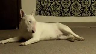 Kitten Kicks Bull Terriers Ass [upl. by Imak357]