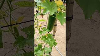 Winter melon 1112 enjoy rural life gardening amp nature rurallife garden nature [upl. by Lotus]