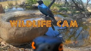 Wildlife cam 2024  Week 41  elephants new genet and pond life [upl. by Nahc]