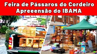 Feira de Pássaros e Gaiolas do Cordeiro  IBAMA passaros criarpassaros feiralivre [upl. by Otilesoj204]